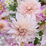 Premium Pinkish White Dahlia Seeds
