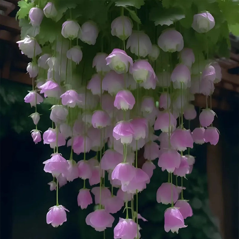 Semillas de flores de begonia