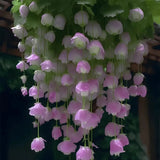 Semillas de flores de begonia