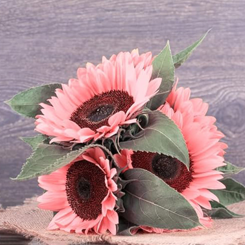 Semillas de girasol rosa para plantar, fáciles de plantar y cultivar, plantas de jardín al aire libre y bonsái Semillas de Helianthus annuus