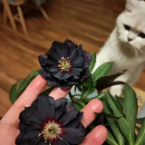 Rosa navideña-Eléboro negro