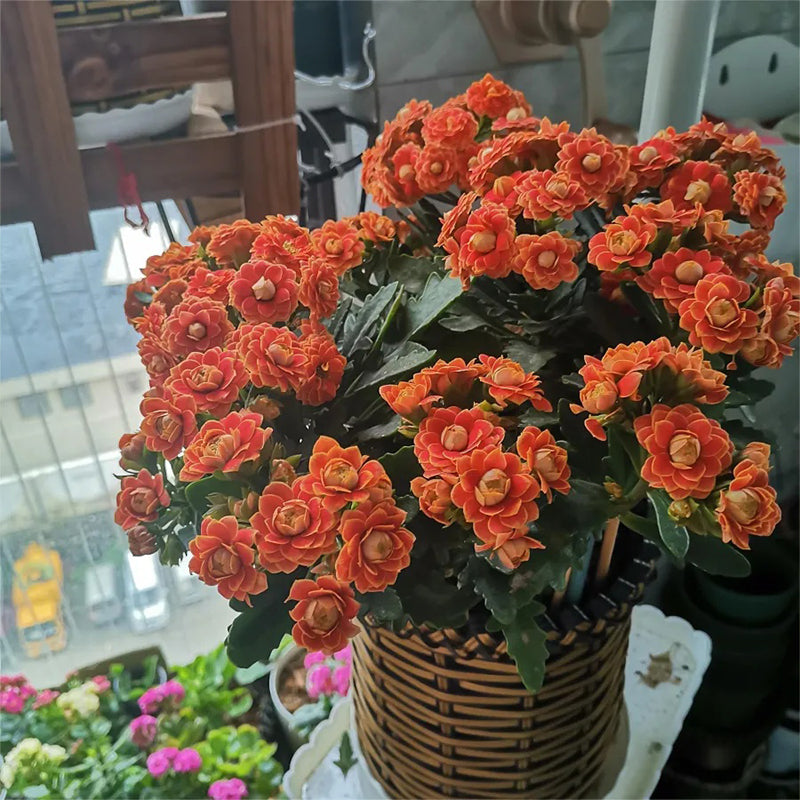 Semillas de flores de longevidad Golden Fox