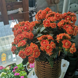 Semillas de flores de longevidad Golden Fox