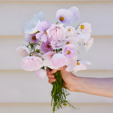 COSMOS CUPCAKE BLUSH FLOWER SEEDS