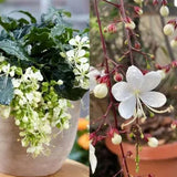 You Are My Life-Trailing Jasmine Flowers Seeds