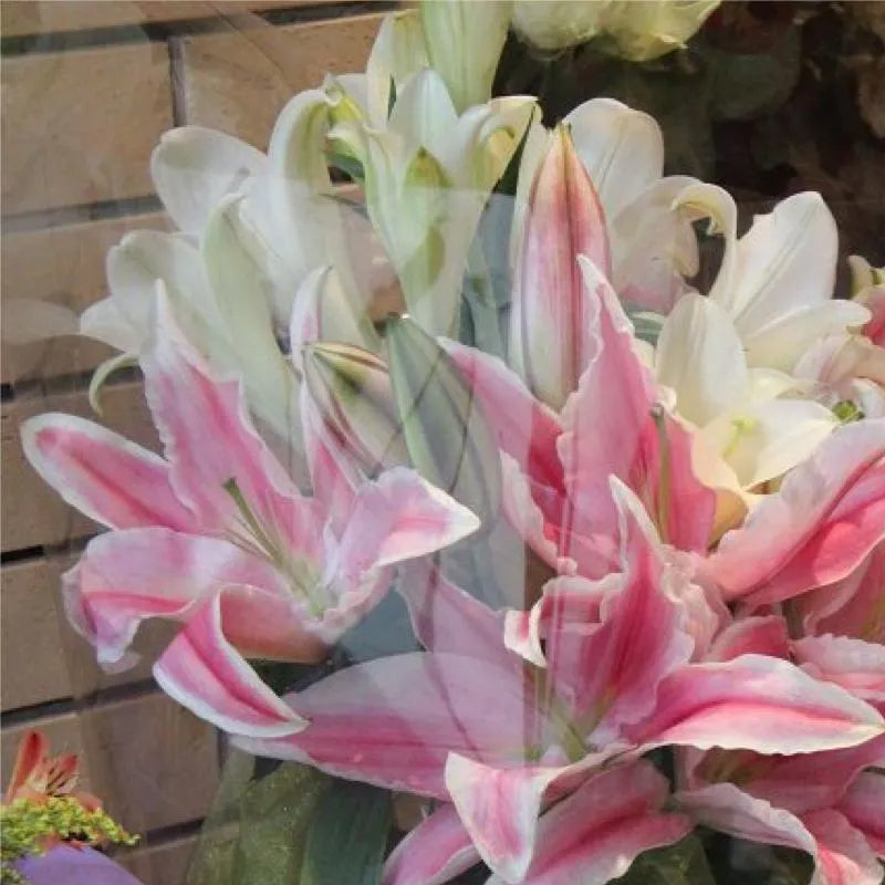 Bulbos de lirio perfumados orientales