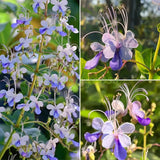 Blue Butterfly Flower Seeds