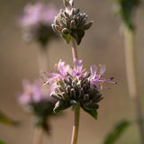 Purple Sage