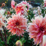 Red & White Mixed Dahlia Seeds