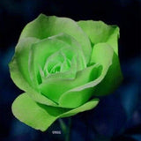 Rosa verde Rosa Flores Semillas Arbusto Arbusto Perenne Flor