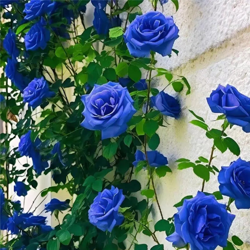 Blue Enchantress Roses - Rare – Haiyiplants