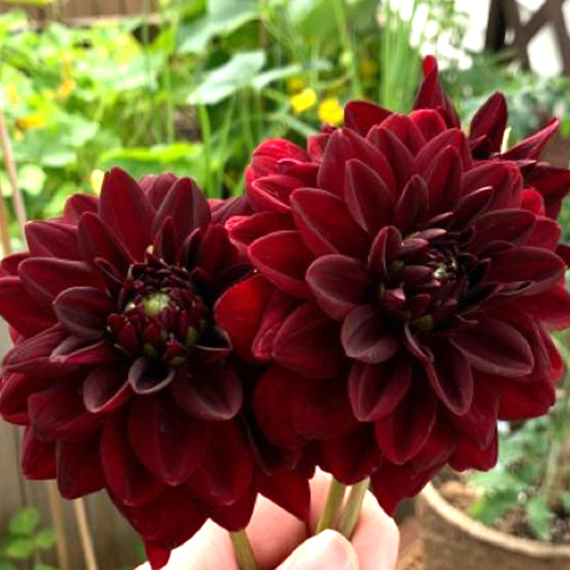 Burgundy Red Dahlia Seeds Haiyiplants Burgundy Red Dahlia Seeds Haiyiplants