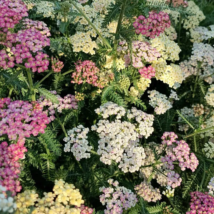 Mix Swamp Milkweed Seeds