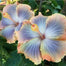 Beautiful Cosmic Dancer Hibiscus
