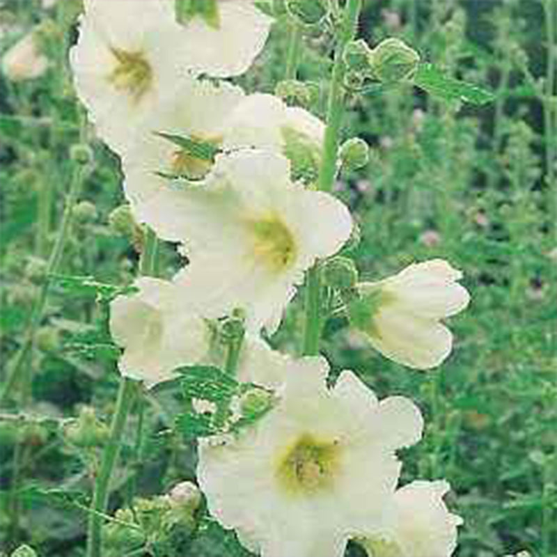 Mixed Colors Hollyhock Country Romance Mix Alcea Rosea Flower Seeds
