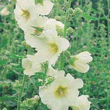 Mixed Colors Hollyhock Country Romance Mix Alcea Rosea Flower Seeds