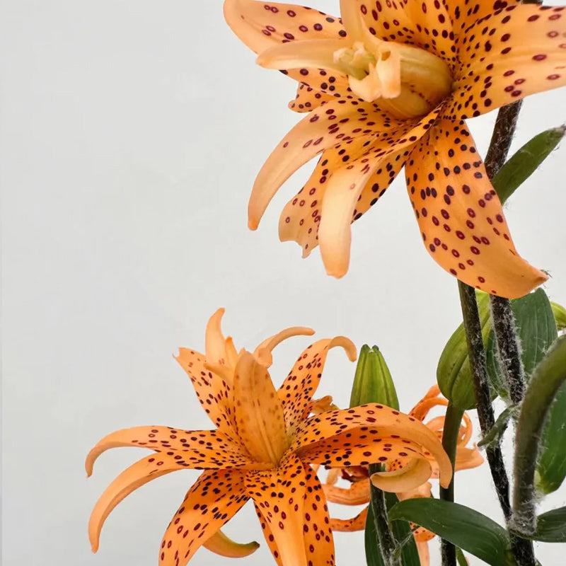 Old Favorite Tiger Lily Seeds – Haiyiplants
