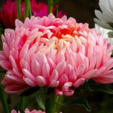 Mezcla de peonías y asters para plantar