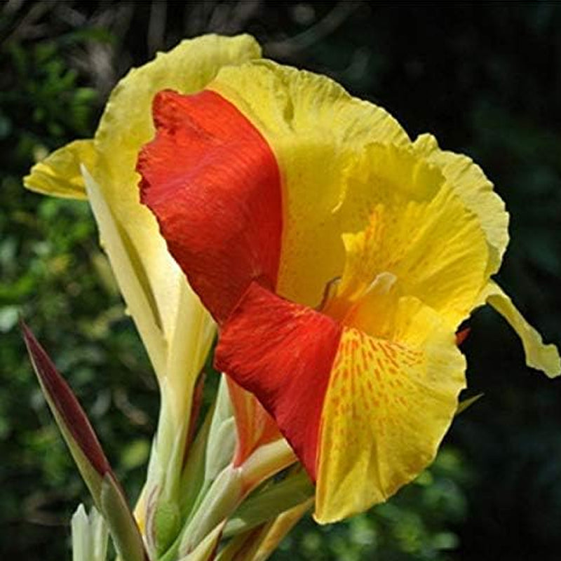 Semillas de flores de lirio de caña mixtas, hermosas plantas bonsái perennes, decoración del hogar y el jardín
