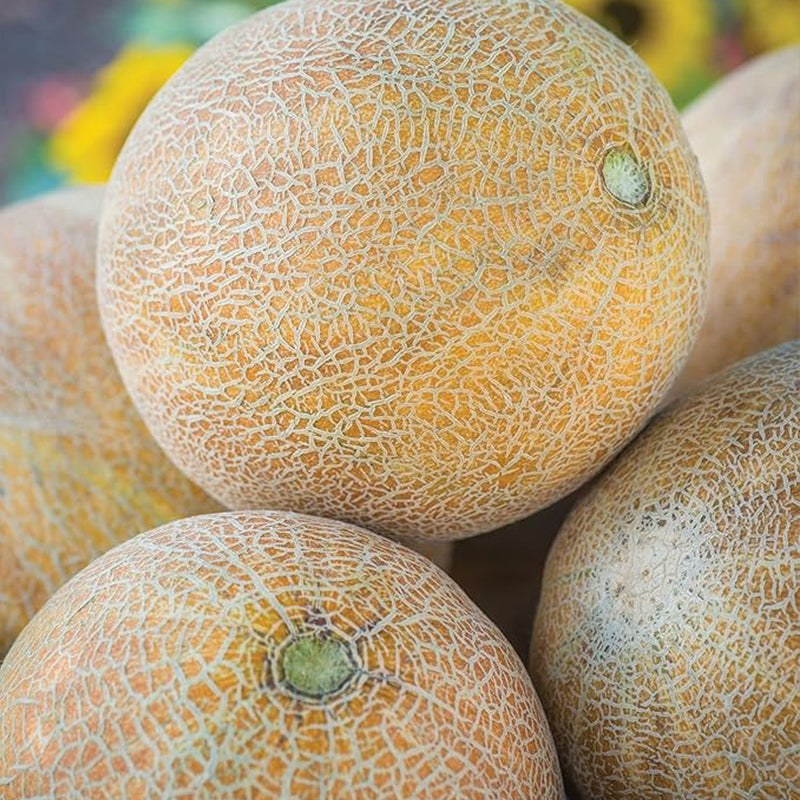Ambrosia Cantaloupe Melon Seeds