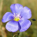 Perennial Blue Flax Seeds