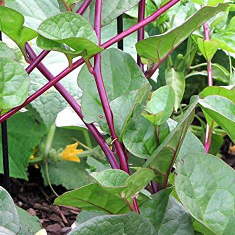 Semillas de espinaca de tallo rojo de Malabar
