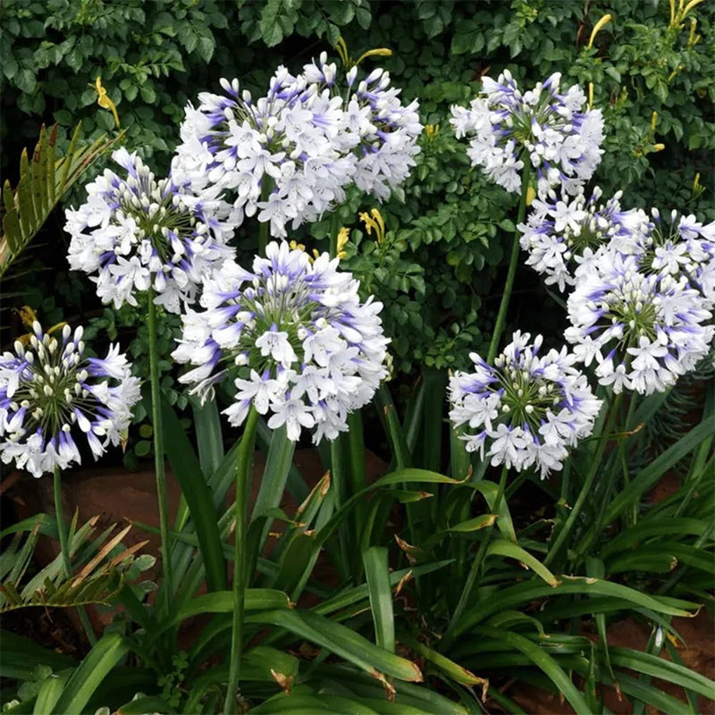 Agapanthus ‘Twister’ African Lily