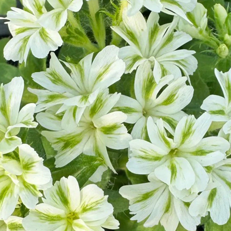 Green Phlox paniculata Seeds