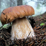 Kit de esporas secas de micelio de hongo porcini real Bolete para plantar sin OGM