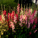 Hollyhock Seeds - Single Mix
