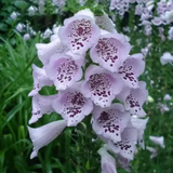 Mixed Foxglove Seeds