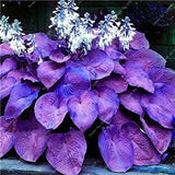 Mixed Hosta Seeds For Garden Plant