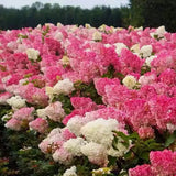 Hortensia con helado de fresa: belleza, reencuentro y gratitud