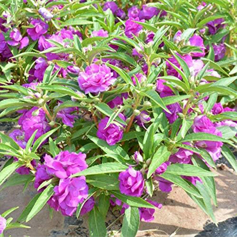 Impatiens mixtas Balsamina Balsam Camelia Impatiens Semillas Flor doble No me toques