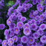 Margaritas moradas: gema amatista