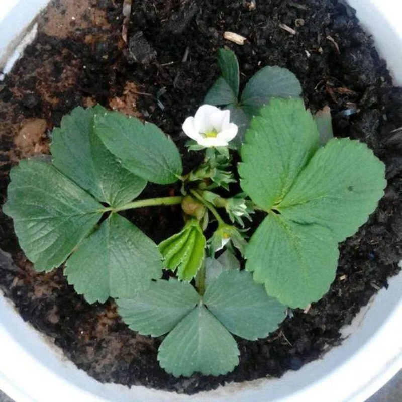 Rare Milk Strawberry Seeds