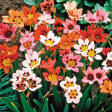 The Stunning Tricolor Wandflower Seeds Collection
