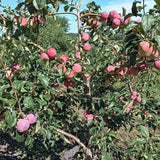 Semillas de fruto de leche: caimito, Chrysophyllum cainito