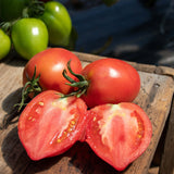 Mango Honey Tomato Seeds