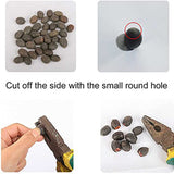 Mixed Bonsai Lotus Seeds