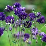 Semillas de flores de pata de gato