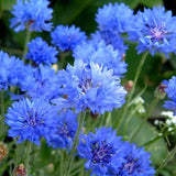 Blue Cornflower Seeds Bachelor’s Buttons Centaurea Cyanus Flower