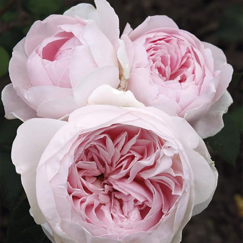 Earth Angel Pink Floribunda Rose Bush, Cupped Peony Shaped Blooms