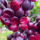 Semillas de bayas de rubí y calcio Prunus humilis