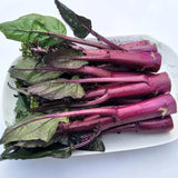 Beetroot Under The Snow Seeds