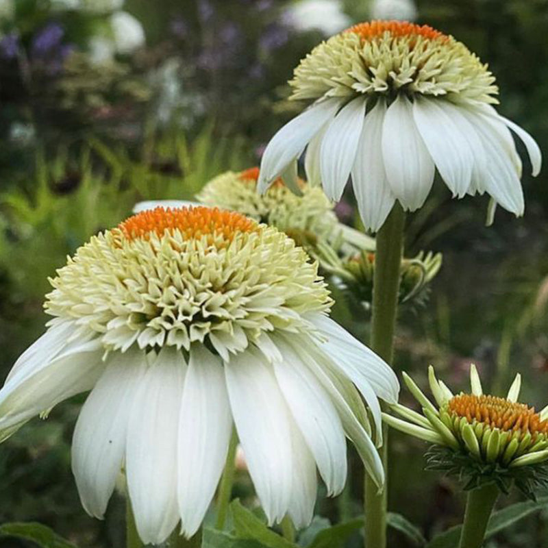 Coconut Lime Coneflower Seeds - Rare White & Green Hardy Perennial Pollinator Flower