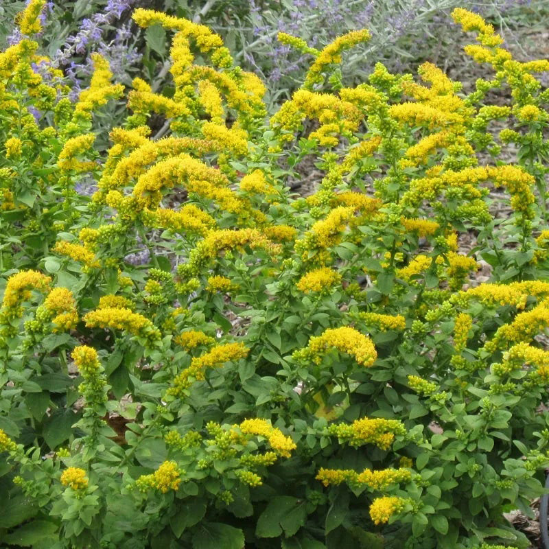 Colección de polinizadores Autumn Magic