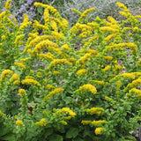 Colección de polinizadores Autumn Magic