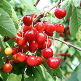 Cherry Tree Seeds Fruit Sweet Edible Bonsai Plants Garden Home