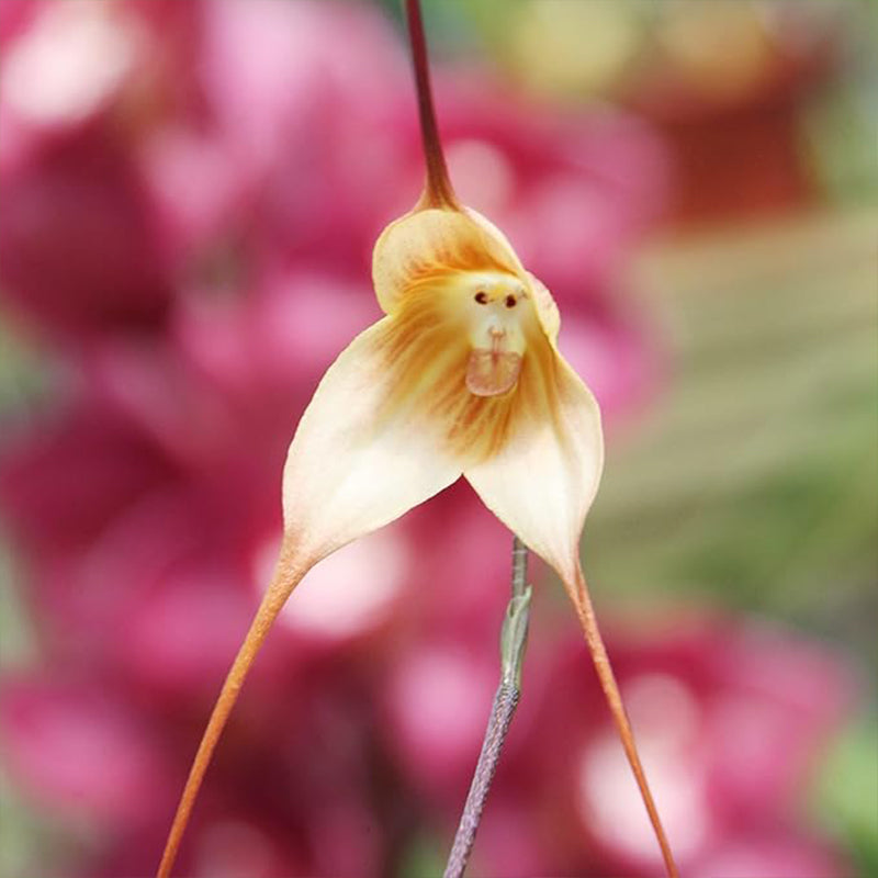 Monkey Face Orchid Seeds Flower Seeds Dracula Simia Seeds Perennial Non-GMO Fragrant Indoor Potted Plant